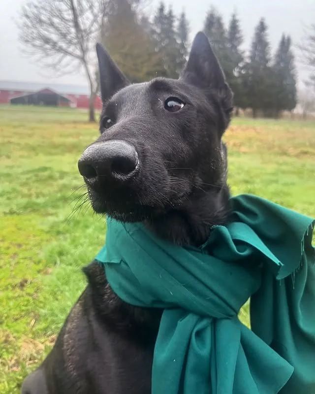 @maple.and.freya, channeling peak autumn elegance 🍂✨ From leaf piles to runway aisles, she&rsquo;s got November wrapped up in style 🧣🐾

#FallFurshionista #ScarfSeason #PawtumnChic #CozyCanine #NovemberMood