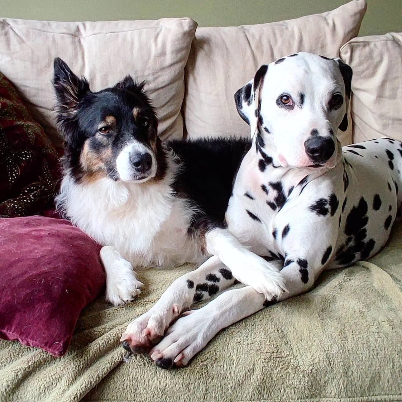 November forecast: 100% chance of couch cuddles and cozy vibes 🍂🛋️ @casper.the.friendly.dalmatian knows the best way to spend a fall day is paw-in-paw with your favorite snuggle buddy 🐾❤️

#PupCorn #NovemberNaps #PawlidaysAreComing #CouchCompanion