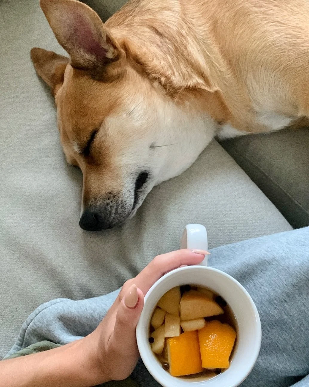 Fall is for slow mornings, warm mugs, and pups like @thegfampups who take their seasonal lounging very seriously. 🍂☕ 

#PupCorn #CozySeasonVibes #FallingForFall