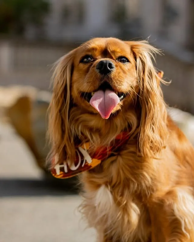 Autumn leaves and @huxyfanpage happy face &mdash; proof that the best accessory this season is a golden smile 🍁🐾 

#PupCorn #FallFeels #NovemberVibes&quot;