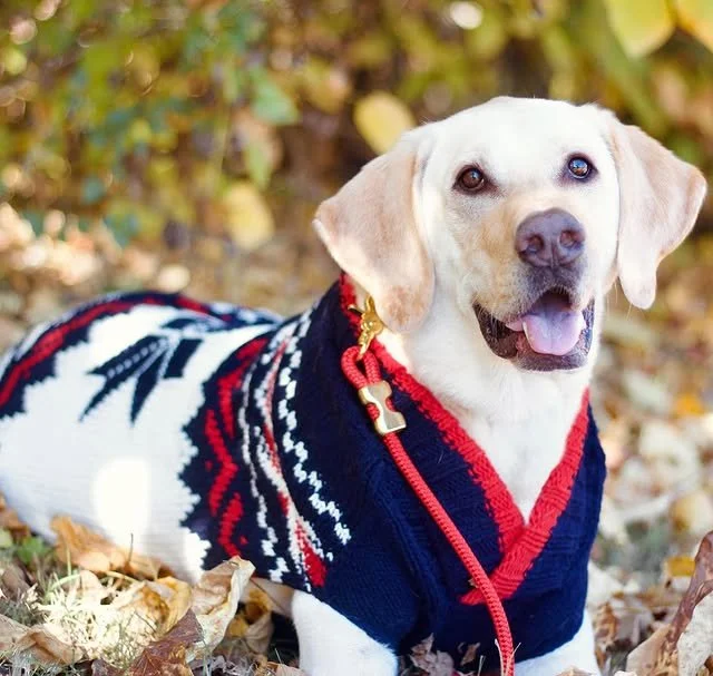 Serving sweater weather sophistication with a side of sass &mdash; it&rsquo;s @goodestboyrio and he&rsquo;s ready to sleigh. ❄️🎄🐾

From crunchy leaves to cozy vibes, this pup&rsquo;s got seasonal style on lock. And yes, snacks are absolutely part o