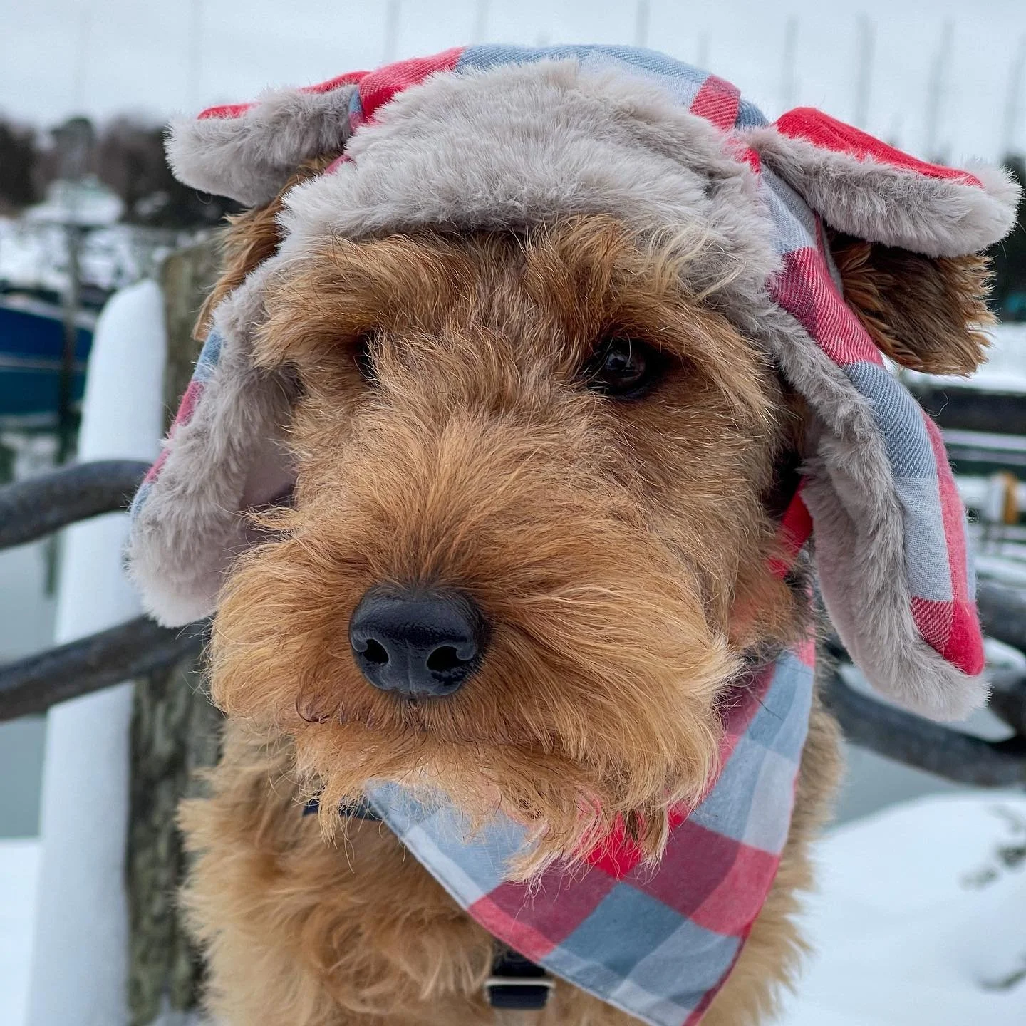 Rugged charm and lumberjack vibes 🪵❄️ @capecodwelshie reporting live from Flannel Forecast 2025: 100% chance of cozy.

Log walks &gt; long walks, and Pup Corn Plus is always packed for trail snacks. 🐾🍿

#PlaidPup #FlannelFriday #PupCornPlus #Winte