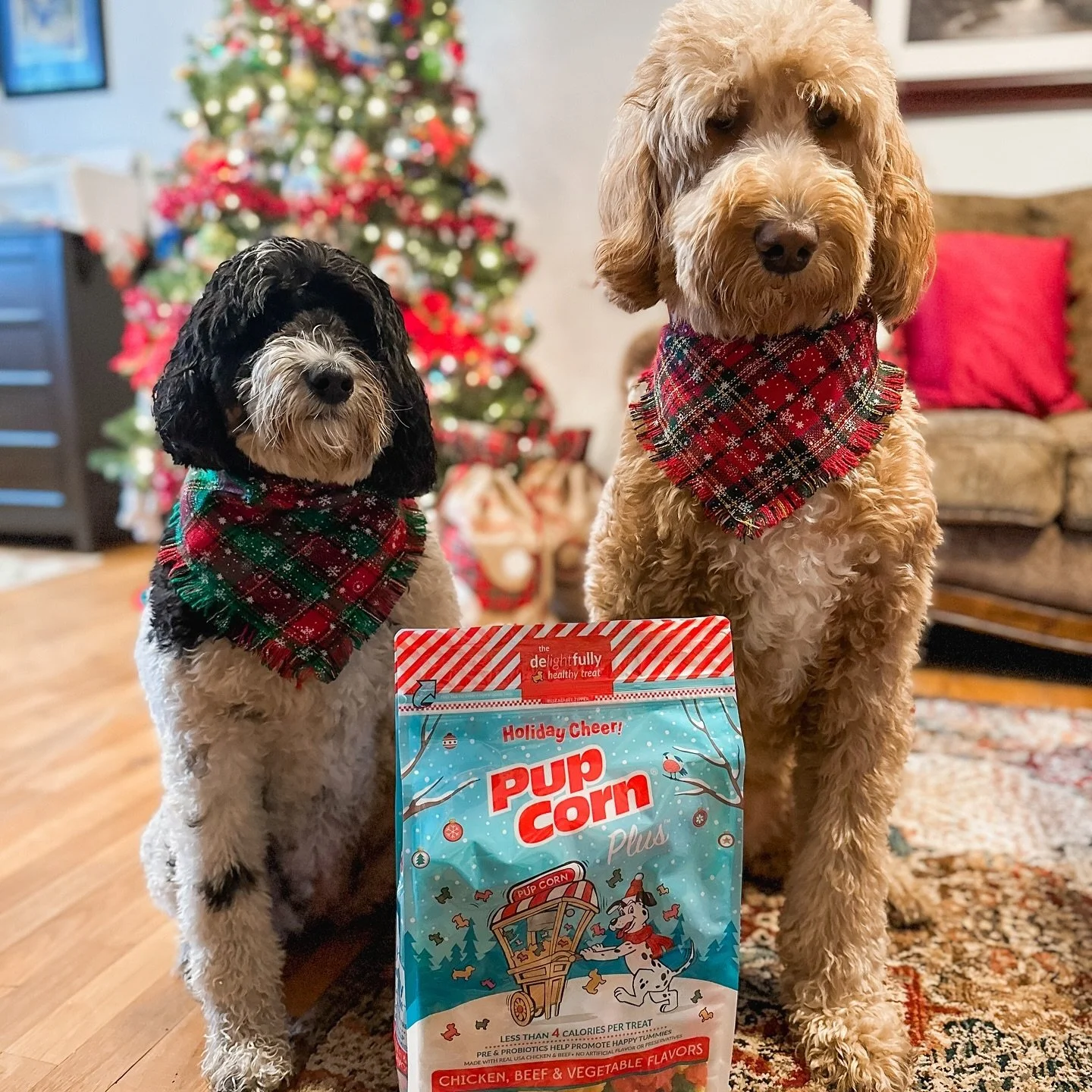 🎄Tis the season to be chewy! 🐾🍿
@matildarosegoldendoodle and sibling are feelin&rsquo; the holiday cheer with our holiday edition Pup Corn Plus &mdash; featuring Chicken, Beef &amp; Vegetable flavors wrapped up in one holly-jolly bag! 🐶✨🎁

With 