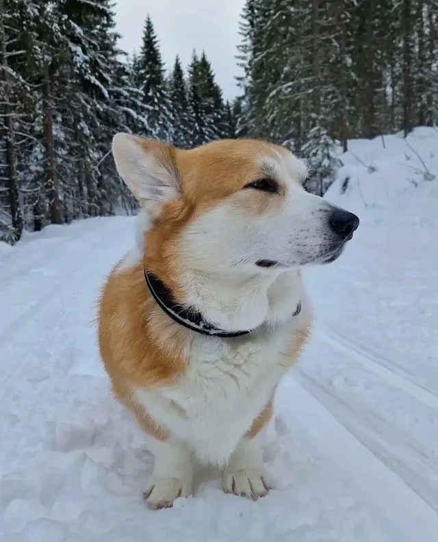 &ldquo;I don&rsquo;t fear snow&hellip; it fears me.&rdquo; &ndash; @yodathecorgidog ❄️🐾

Short legs. Big energy. Zero chill (except in the weather). This corgi came to conquer the cold and look majestic doing it.

Winter? Consider yourself warned.

