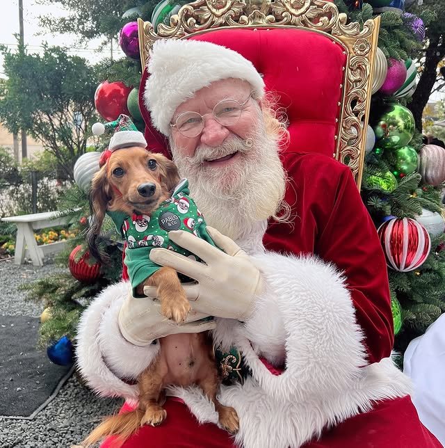 Straight from the North Pole&rsquo;s Nice List MVP &mdash; it&rsquo;s Santa Paws and his #1 elf, @harry_osborn_the_hairbear! 🎅🐾✨

Spreading cheer, stealing hearts, and probably sneaking a treat or two under the tree. 🎁💚

May your days be furry an