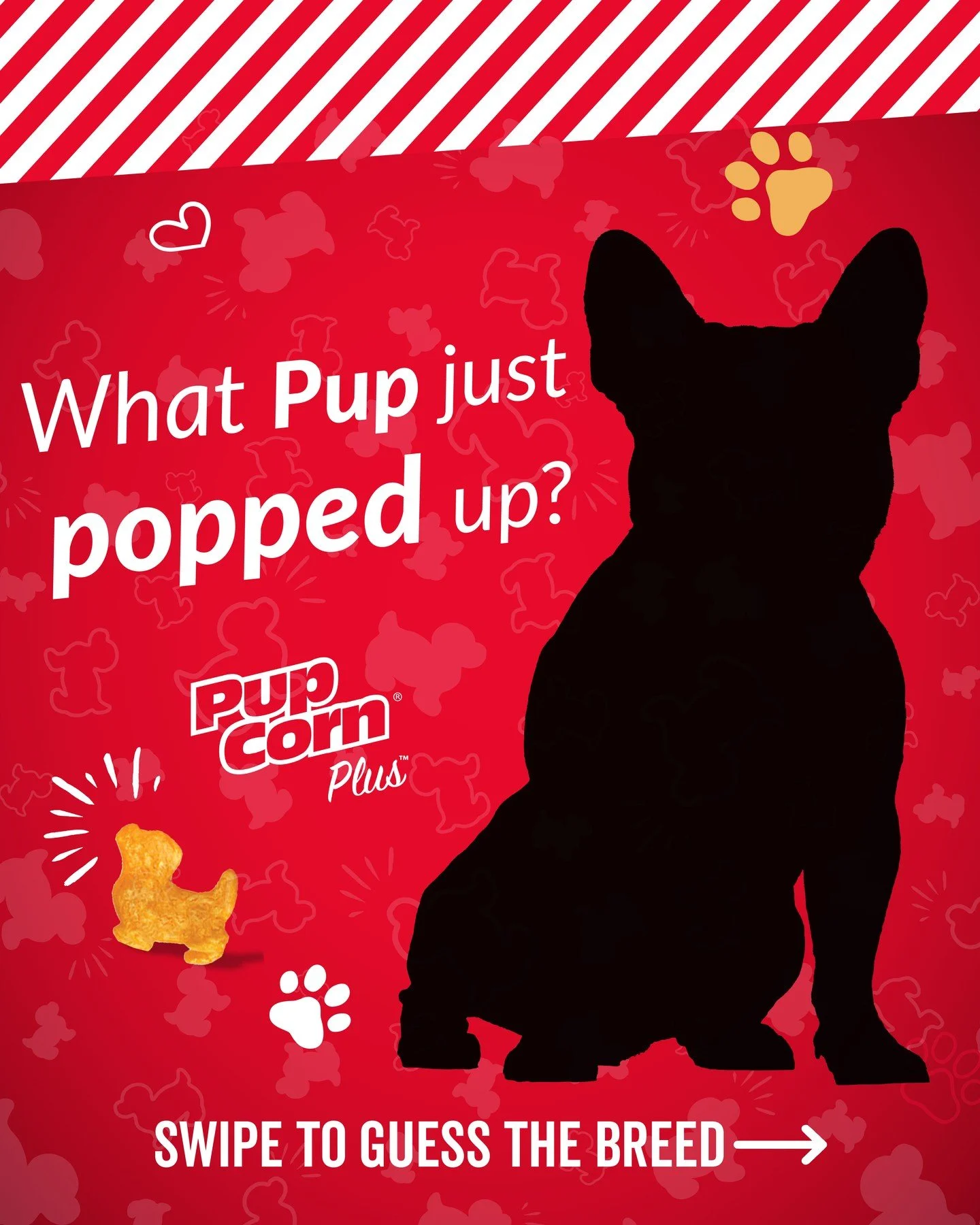 What Pup just Popped up??? Can you believe that this dog is the most popular breed? ❓🐶

#PupCornPlus #PupCorn #GuessTheBreed