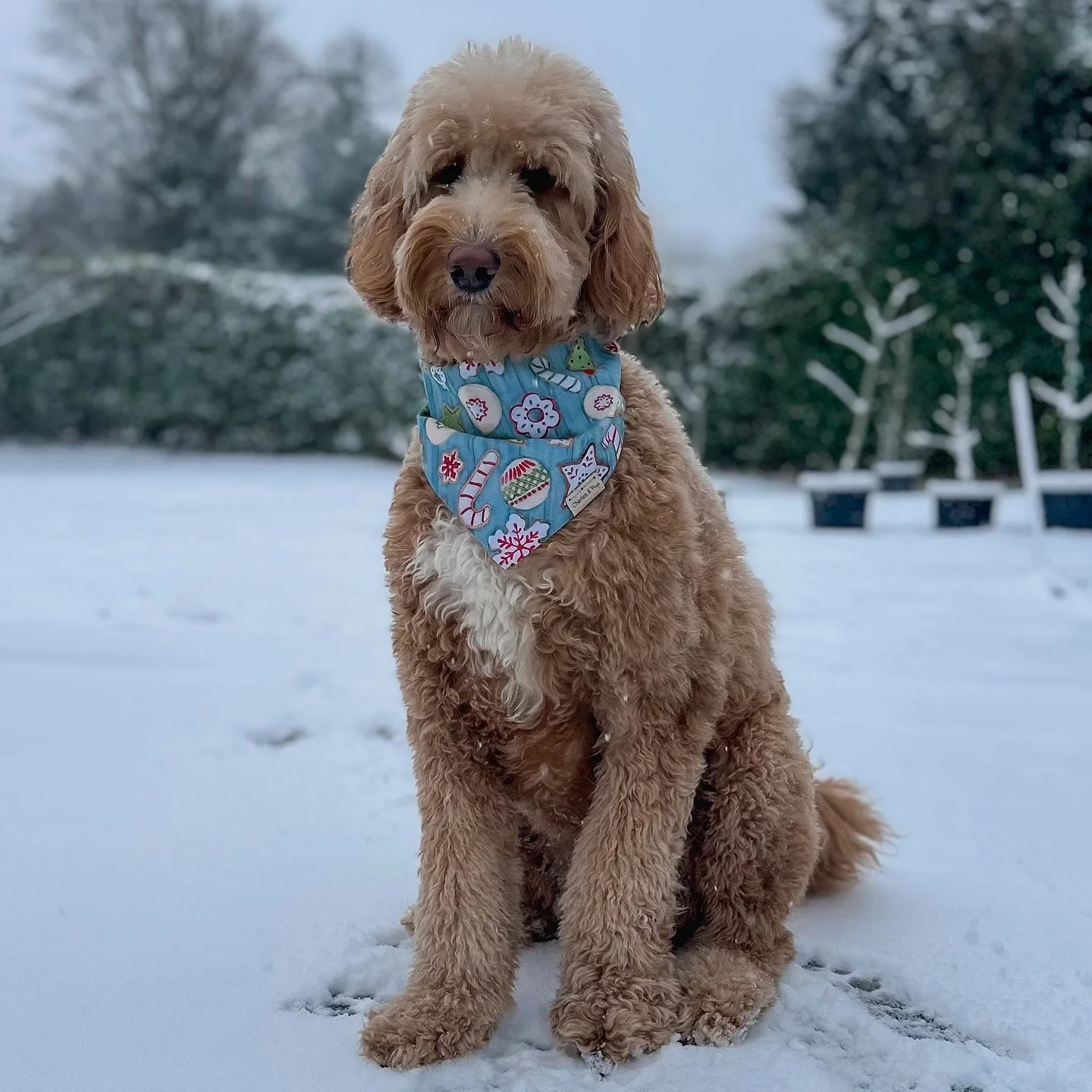 Snow day? More like snack day. ❄️🍿

@matildarosegoldendoodle is serving winter-wonderland curls and cozy-season vibes &mdash; patiently waiting for her 4-calorie Pup Corn treats like the true snow queen she is. 👑💛

Does your pup go full zoomies or
