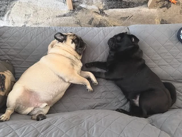 New Year&rsquo;s Day mood: 0% zoomies, 100% couch recovery. 🥴✨

The after-pawty hit hard, but these two party animals have no regrets&mdash;just naps and maybe a Pup Corn Plus or two. 🛋️🎉🐾 @the_bilbopuggins

#NewYearsDay #PupCornPlus #PugLife #Pa