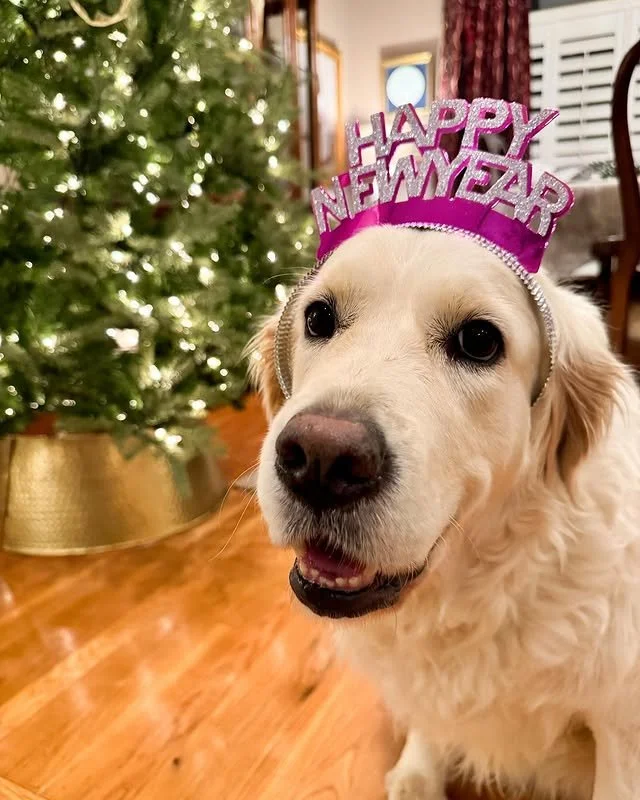 🎉 Happy New Year&rsquo;s Eve to all our Pup Corn pals! 🎉

Wishing you a night full of sparkle, snacks, and snuggles as we count down to 2026 🐾✨ Our pawpal @londonthegoldie is ready to paw-ty in style 💖🥂

Here&rsquo;s to:
🐾 More belly rubs
🍿 Mo