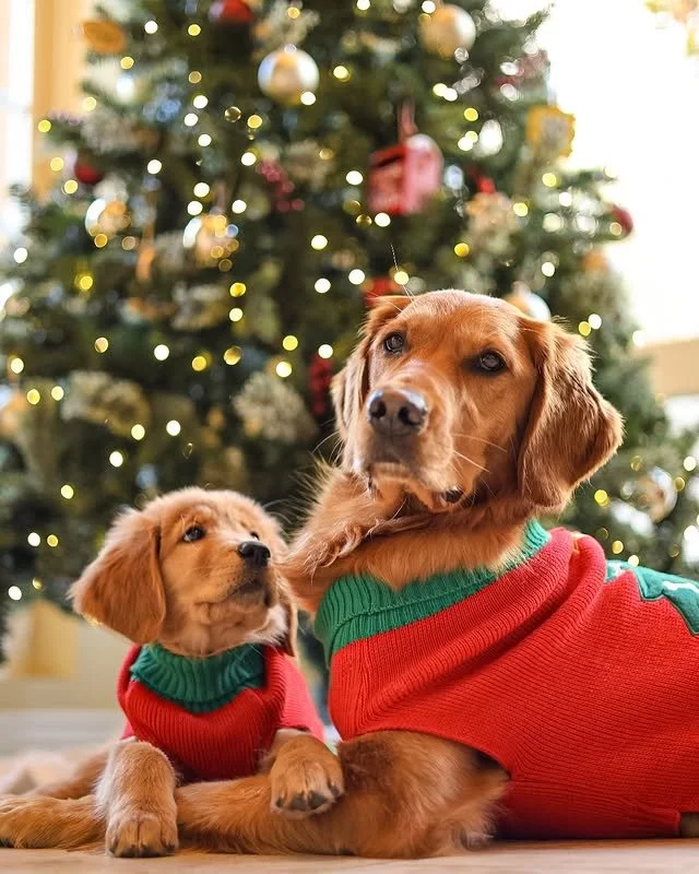 The stockings are hung, the tree is twinkling, and @layla_the_goldengirl is soaking up every cozy moment with her tiny twin by her side. ✨❤️

It&rsquo;s the kind of Christmas Eve magic you can&rsquo;t wrap&mdash;but you can cuddle. 🐾🎁

#PupCornPlus