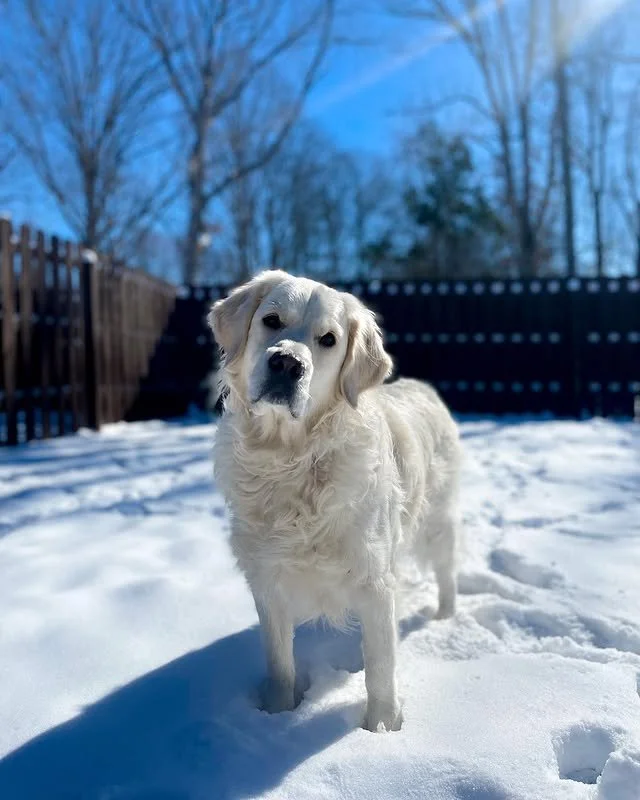 @londonthegoldie proves winter wonderlands are best enjoyed nose-first into a snowbank ☃️💛

Cue the zoomies, snack breaks, and sunshine sparkle ✨ because this fluff isn&rsquo;t letting a little chill slow her roll.

#WinterWhiskers #SnowMuchFun #Pup