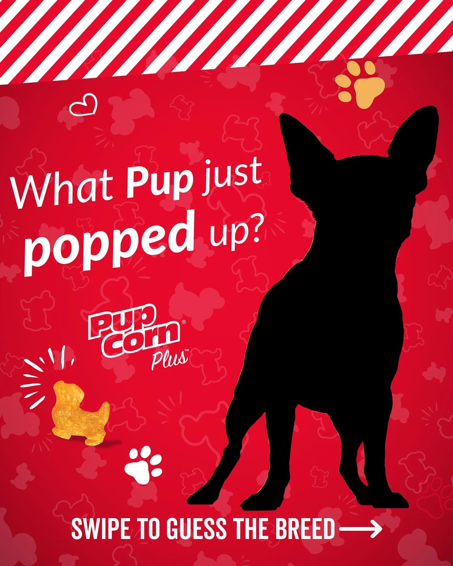 What Pup just Popped up⁉️🐶 Can you believe that this dog is the smallest breed?

#PupCornPlus #PupCorn #GuessTheBreed