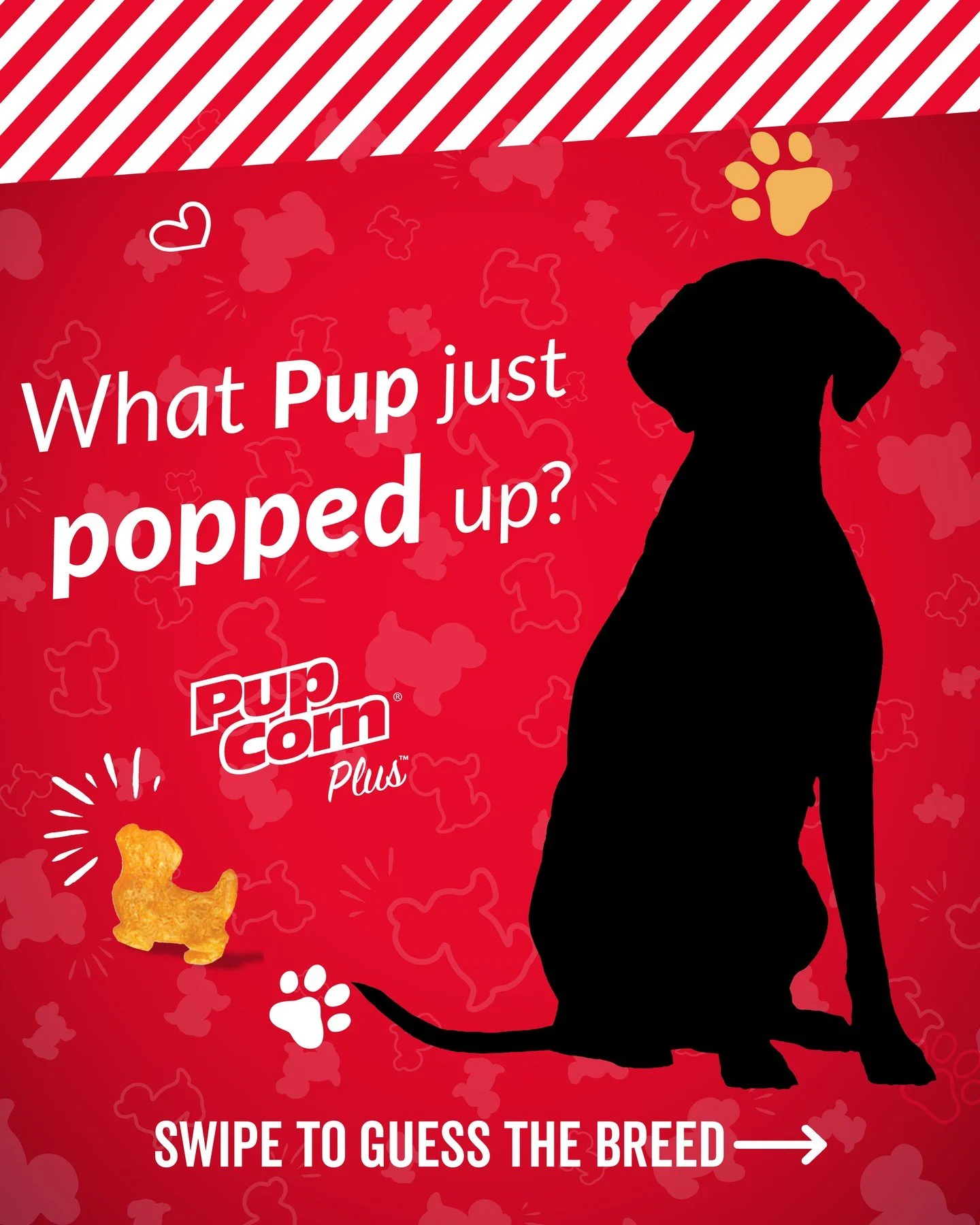 What Pup just Popped up⁉️🐶 Hint: They are actually born completely white!
#PupCornPlus #PupCorn #GuessTheBreed