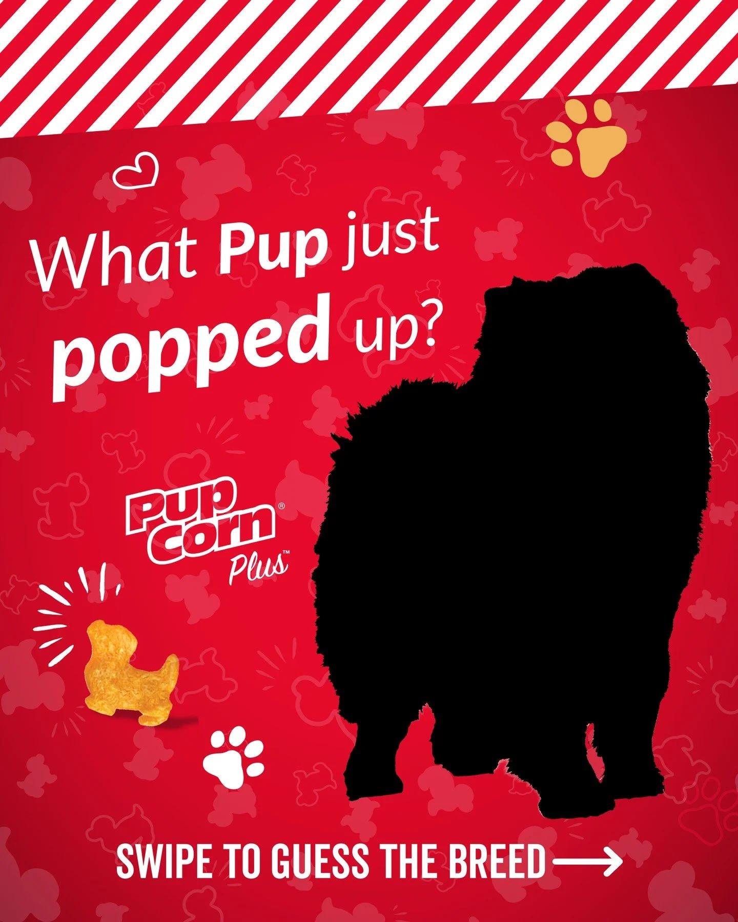 What Pup just Popped up⁉️🐶 This is one of the oldest dog breeds!

#PupCornPlus #PupCorn #GuessTheBreed
