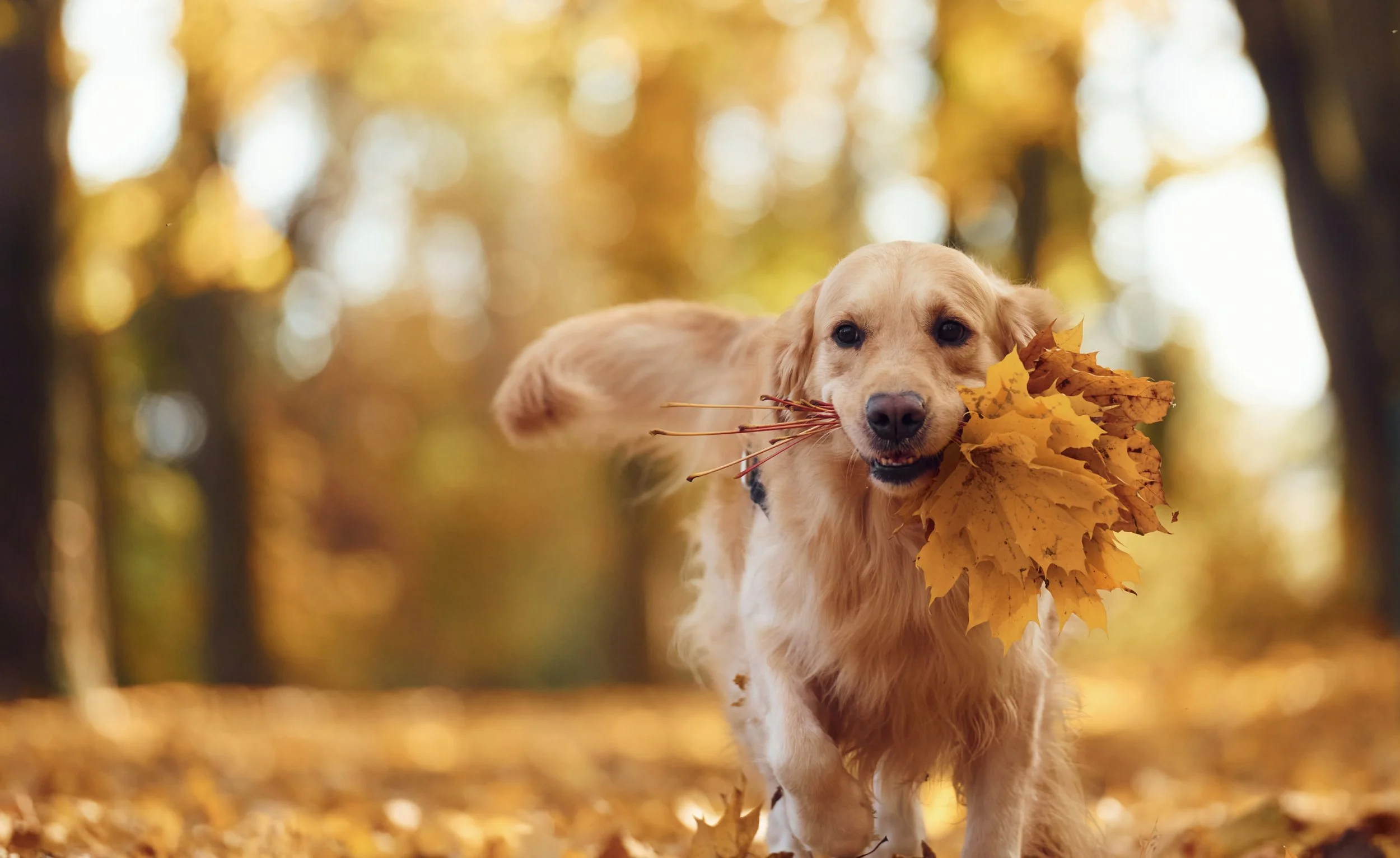Your Dog’s Fall Personality, According to Absolutely No Science