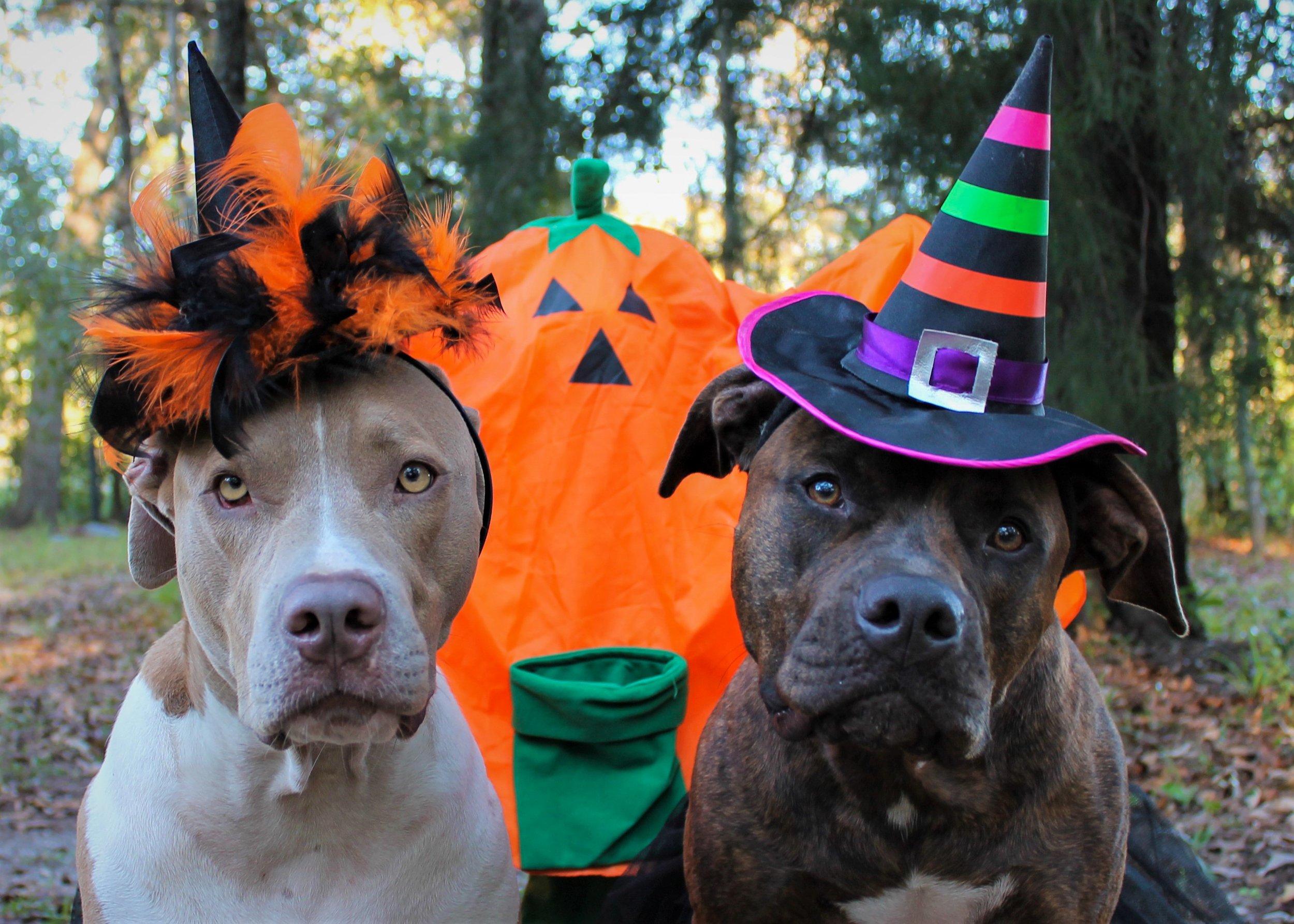 Halloween Fun with Your Dog — PupCorn Plus