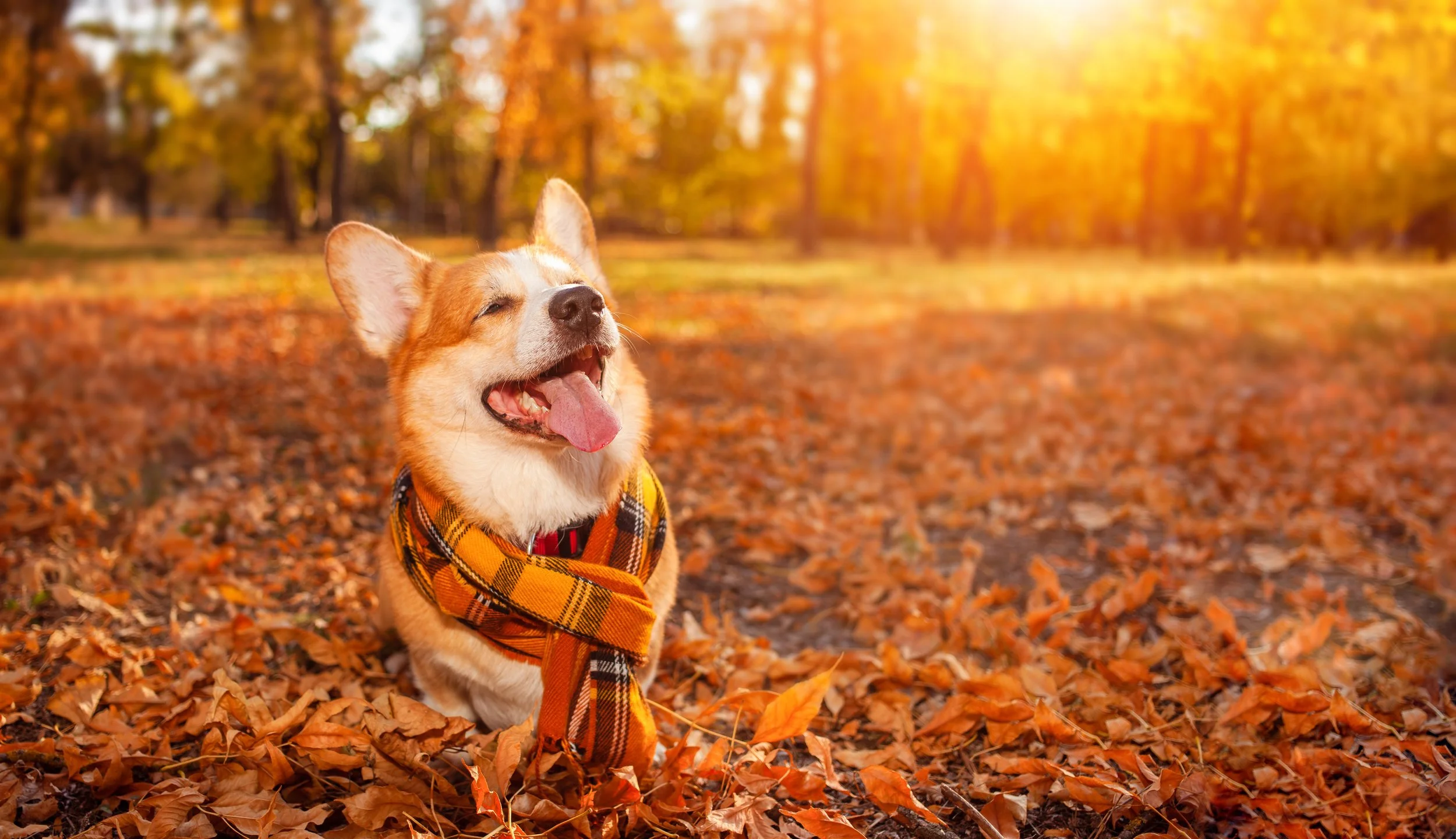 happy corgi dressed in scarf in fall weather