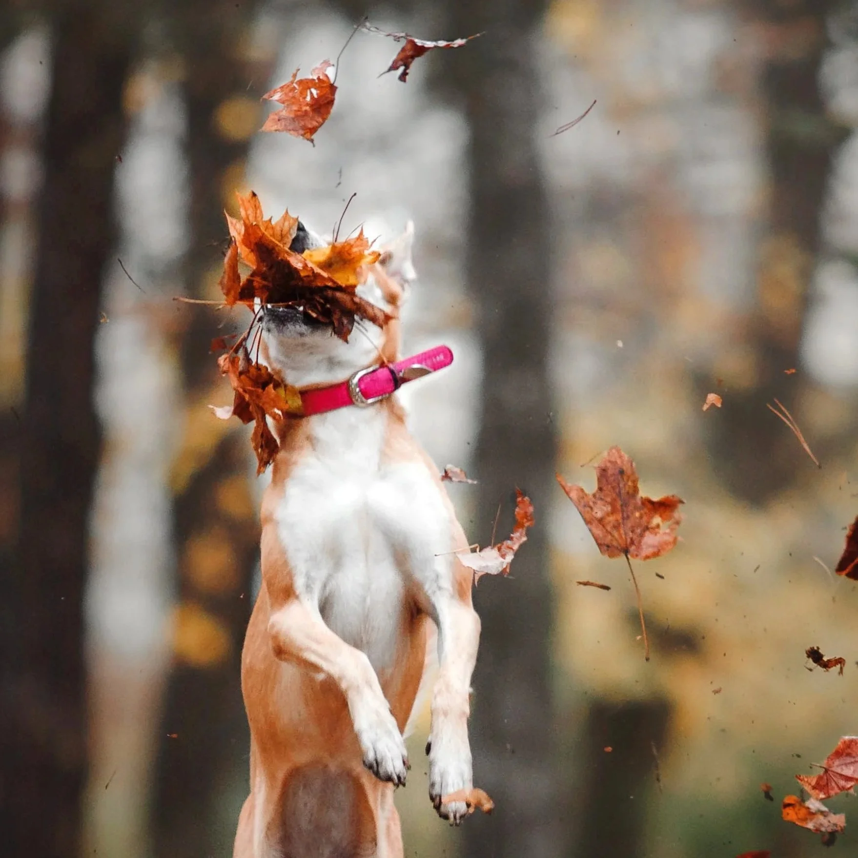 Fall Aesthetic with Your Pup: Cozy Activities & Picture-Perfect Moments