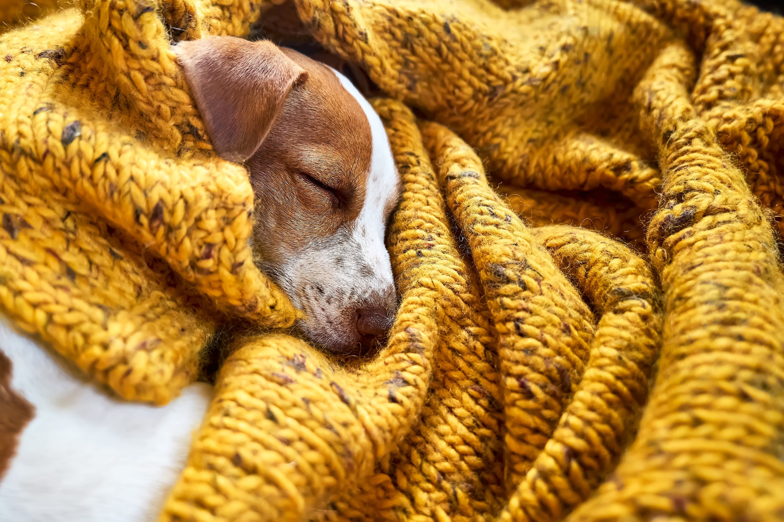 Sleeping puppy bundled up in blankets