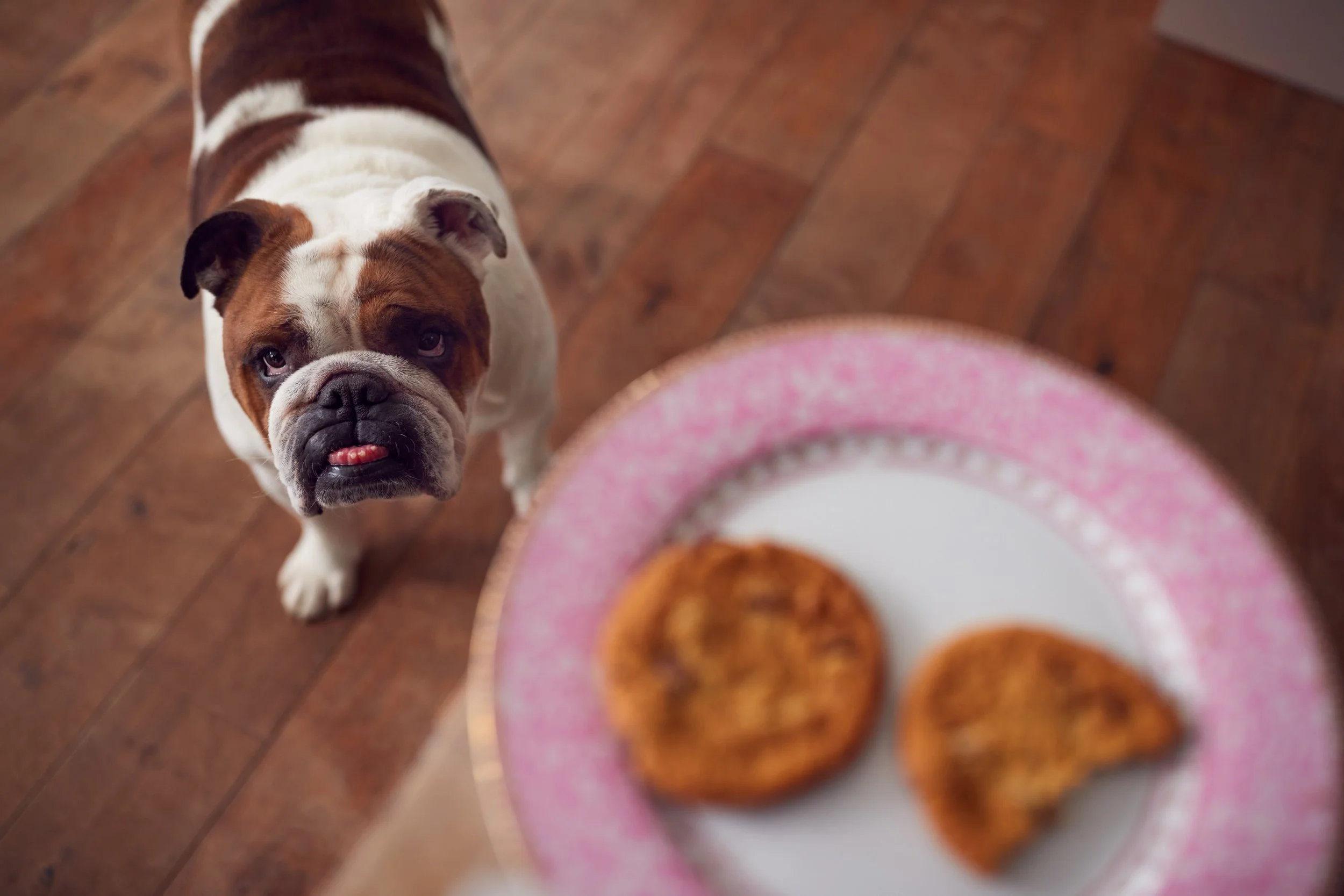 bulldog begging for cookies