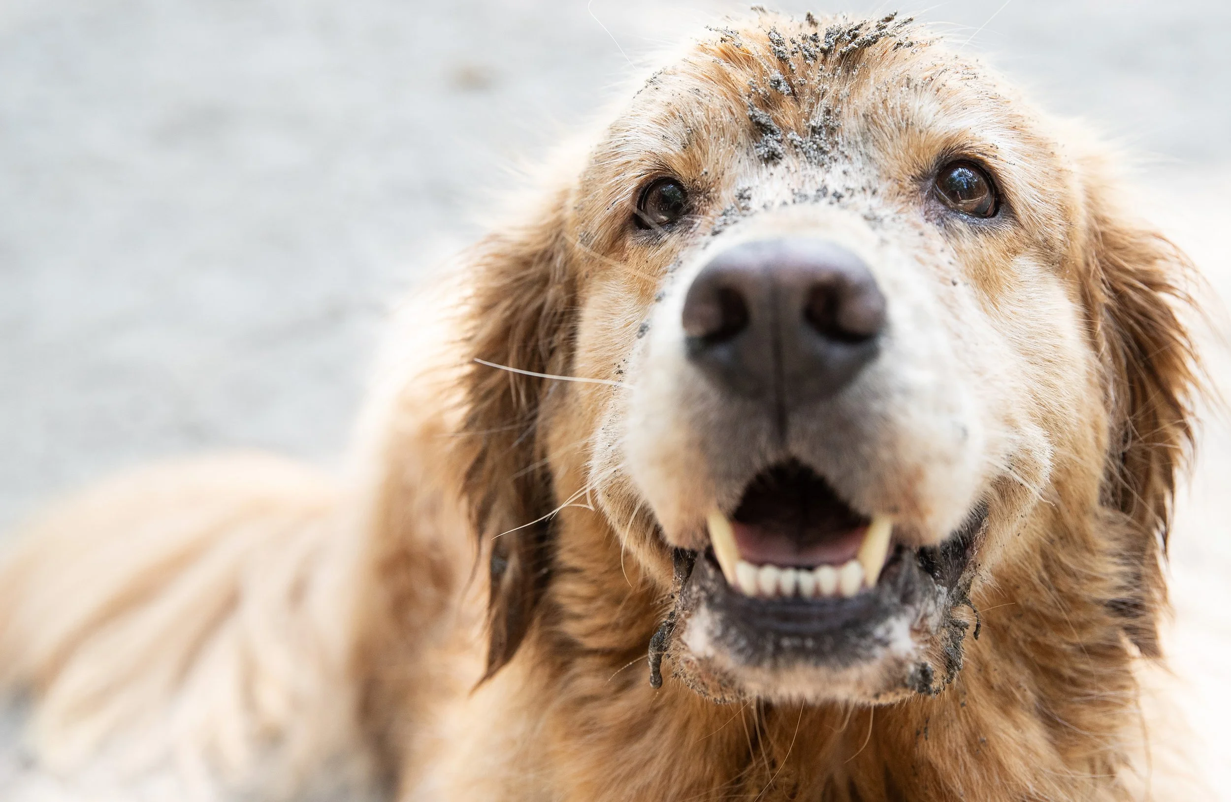golden retriever close up with mud on nose