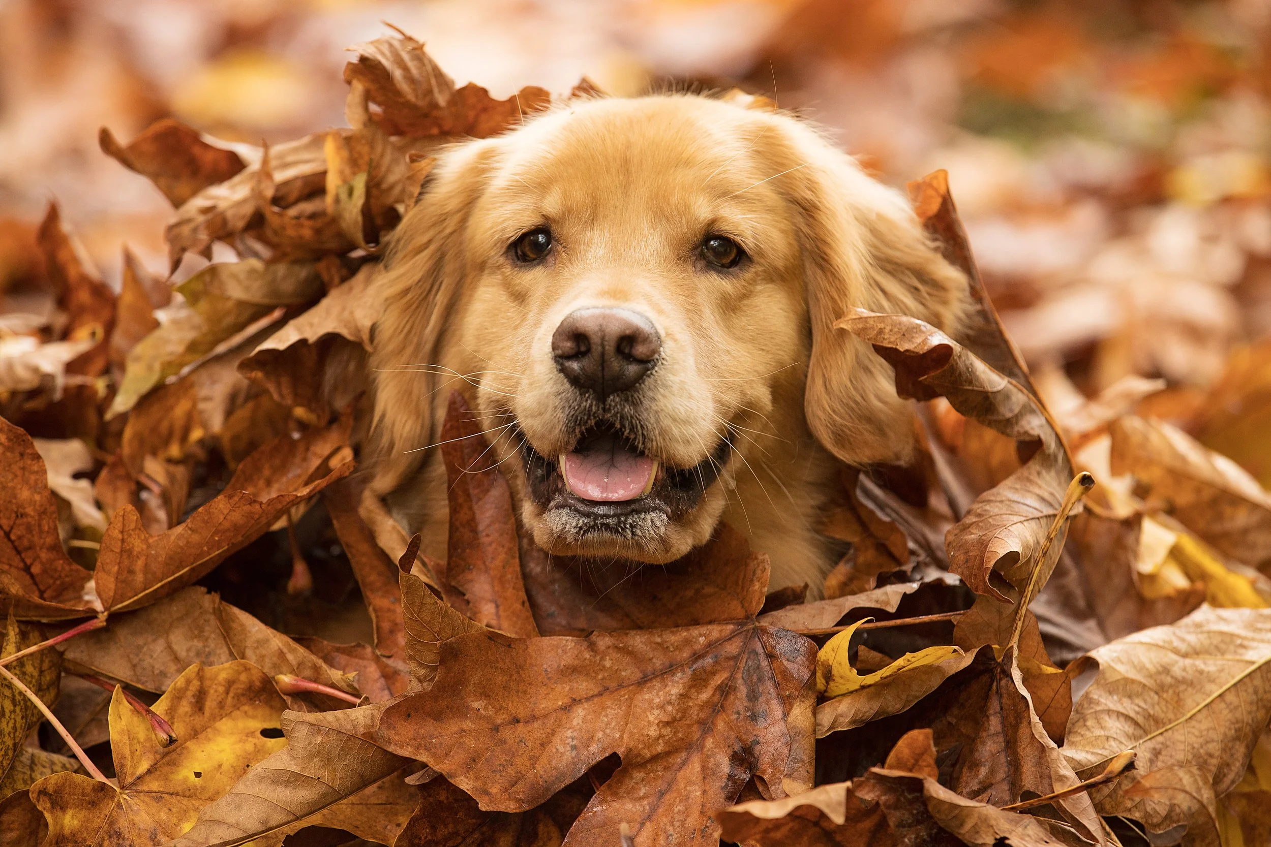 Happy dog playing in a pile of leaves