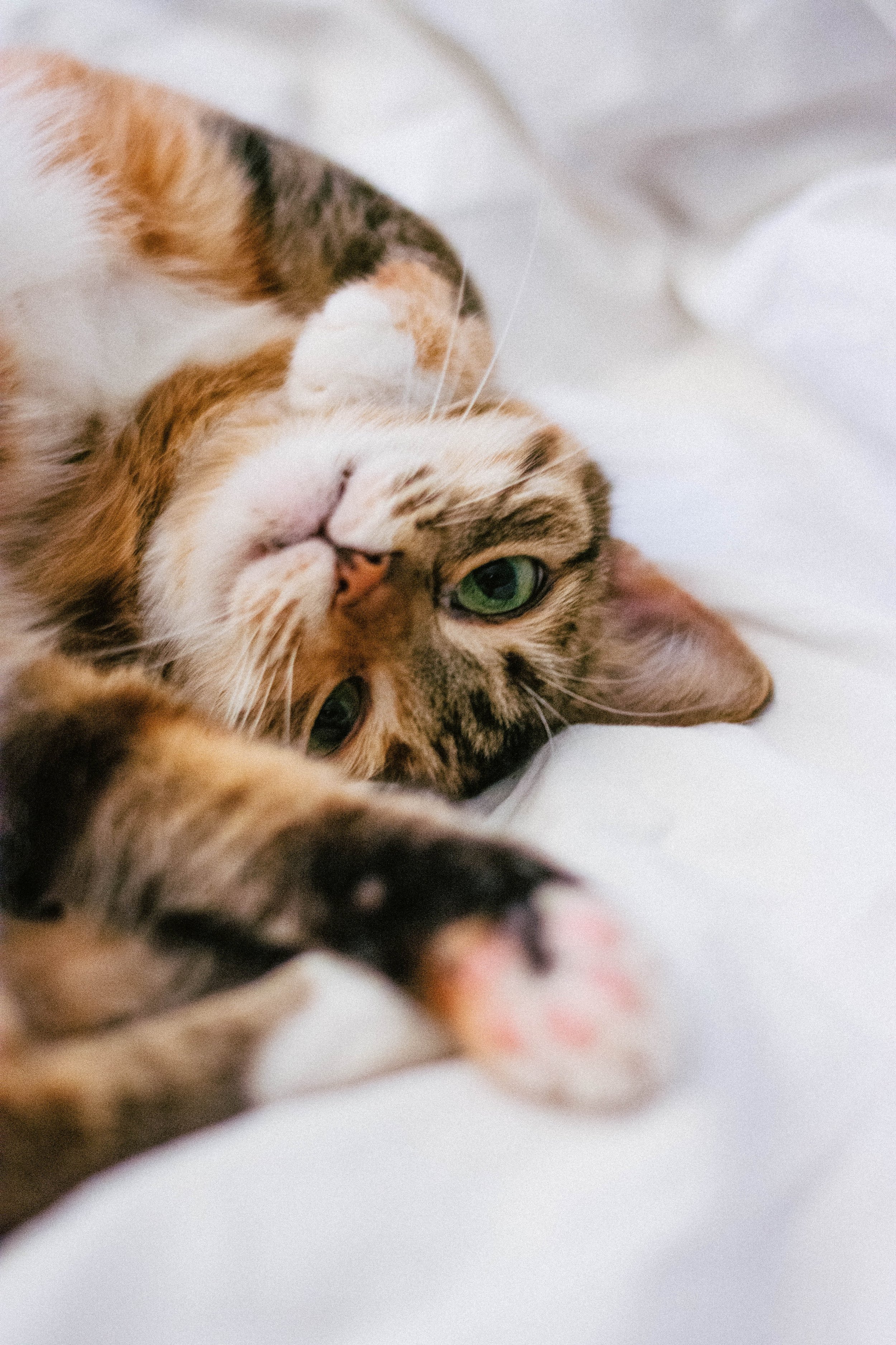 Here’s How Cats Paid Off Parking Tickets In Indiana 