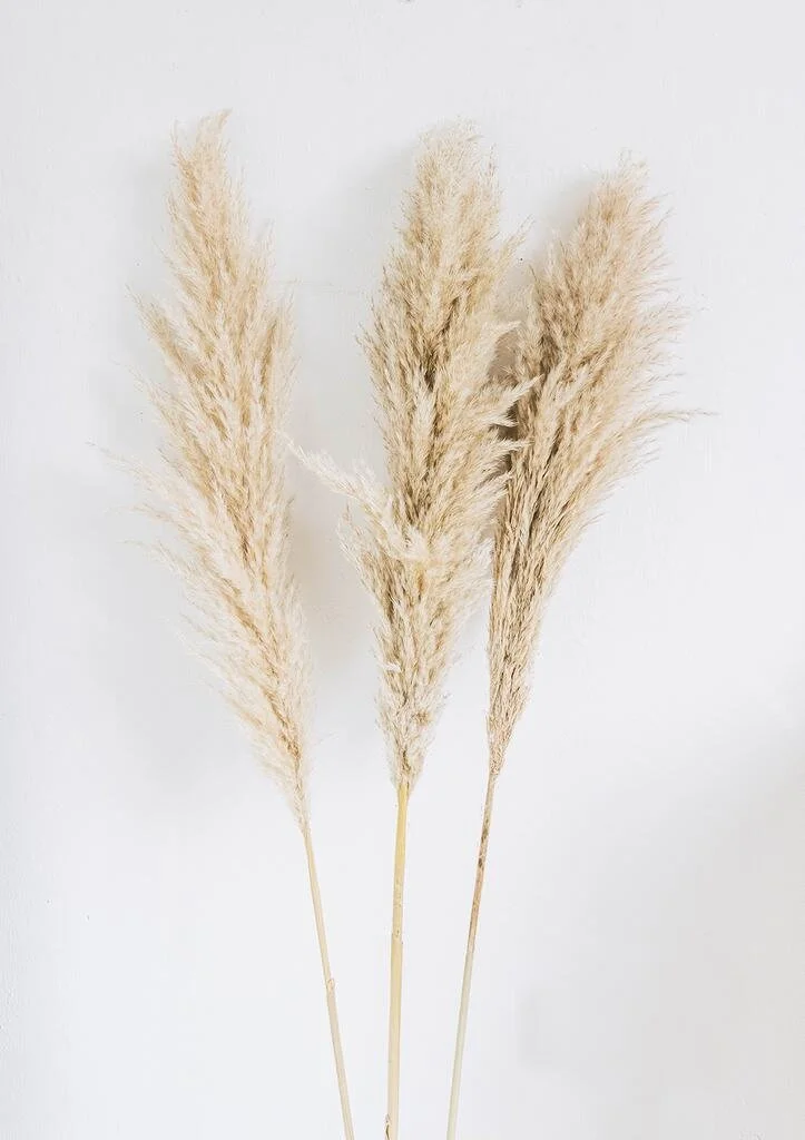 Pampas-1_1024x1024.jpg