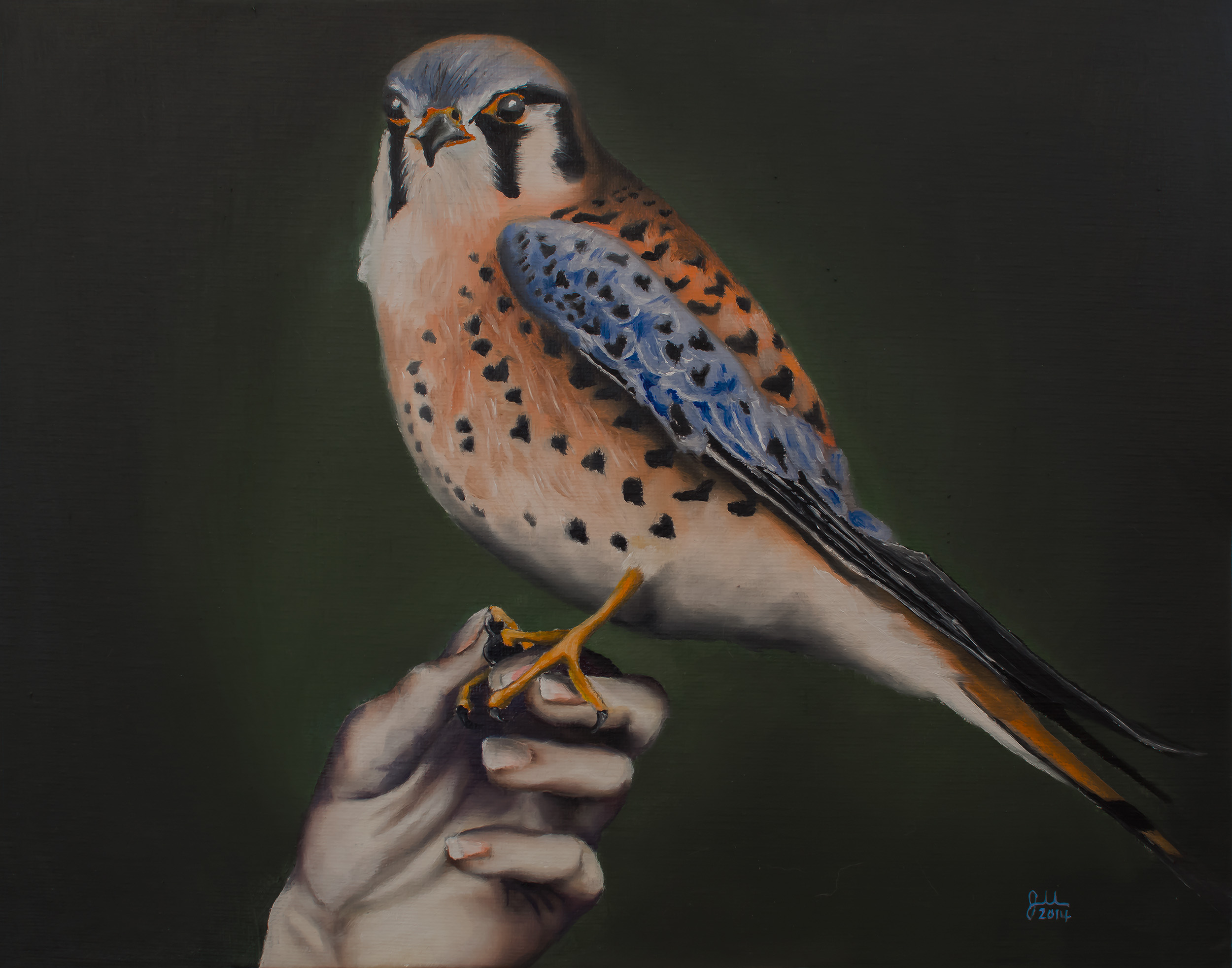   I WOULD BE A KESTREL   Oil on canvas panel, 11x14”, 2014 