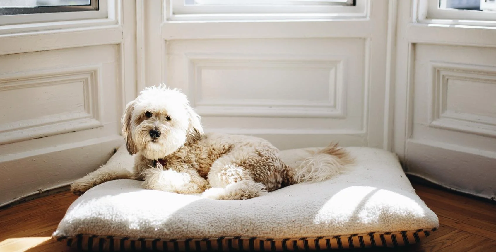 Dog relaxes on a dog bed in the sun