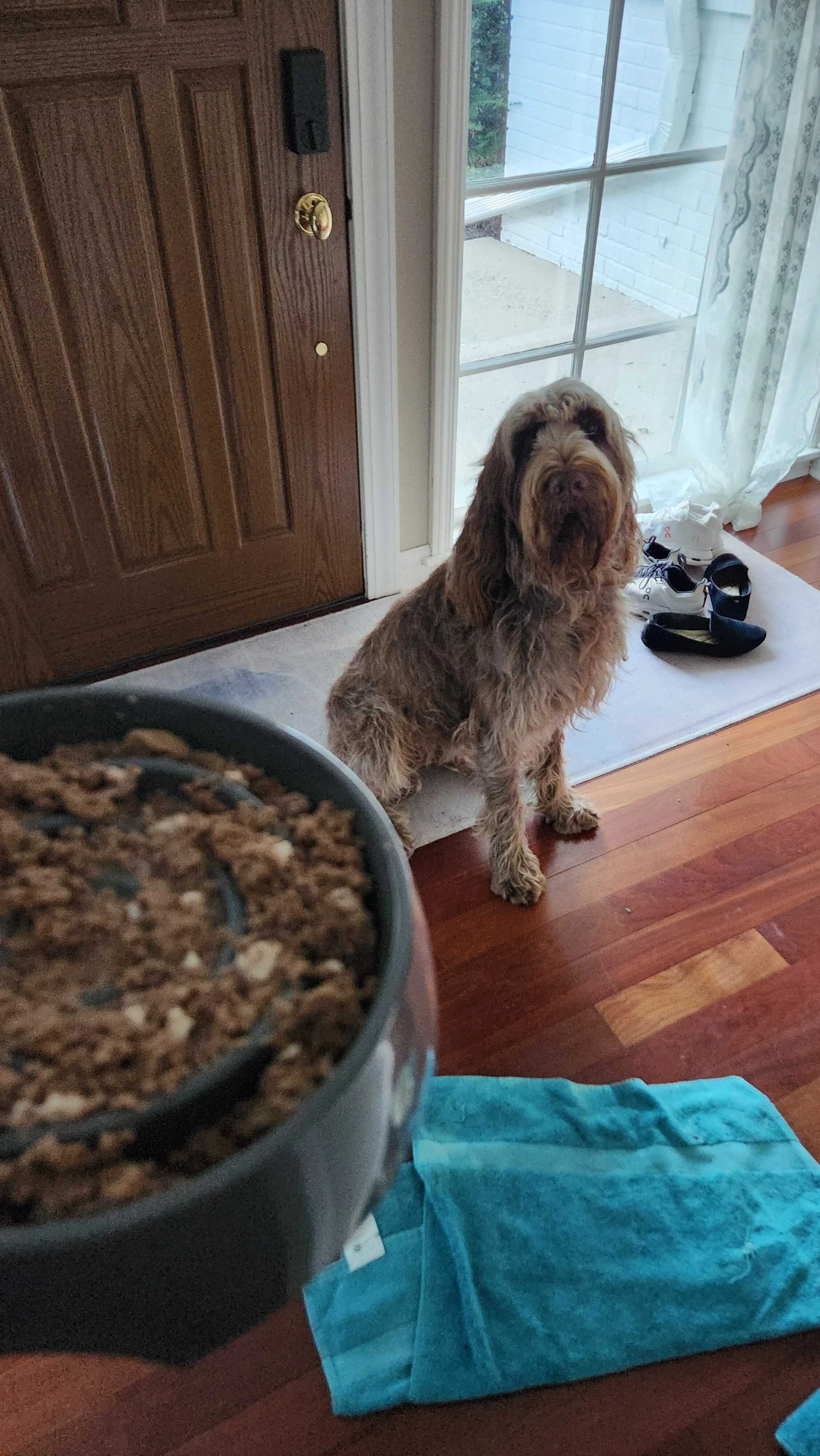 Pet sitting meal prep for a happy, hungry dog