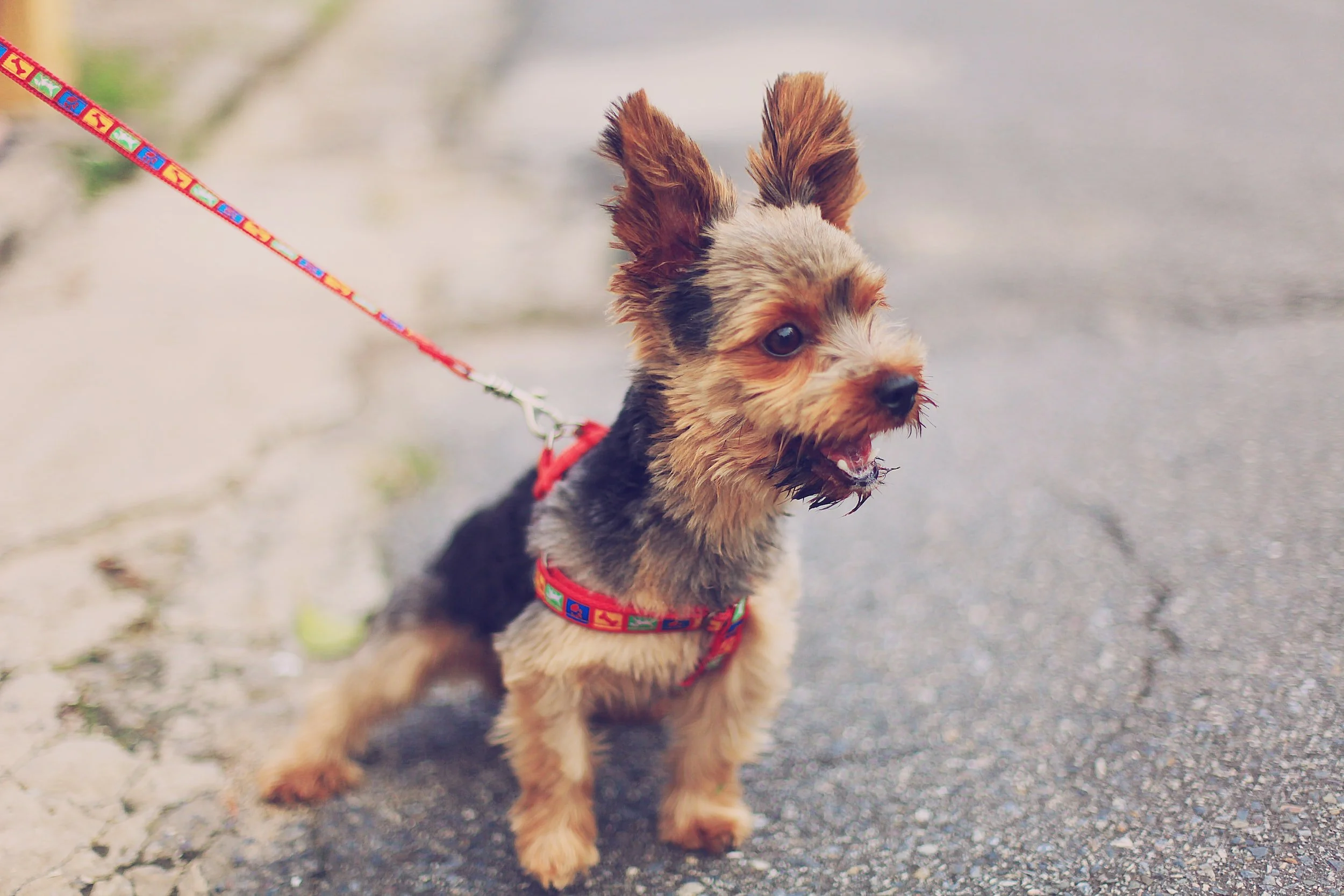 Yorkshire Terrier pulling on leash