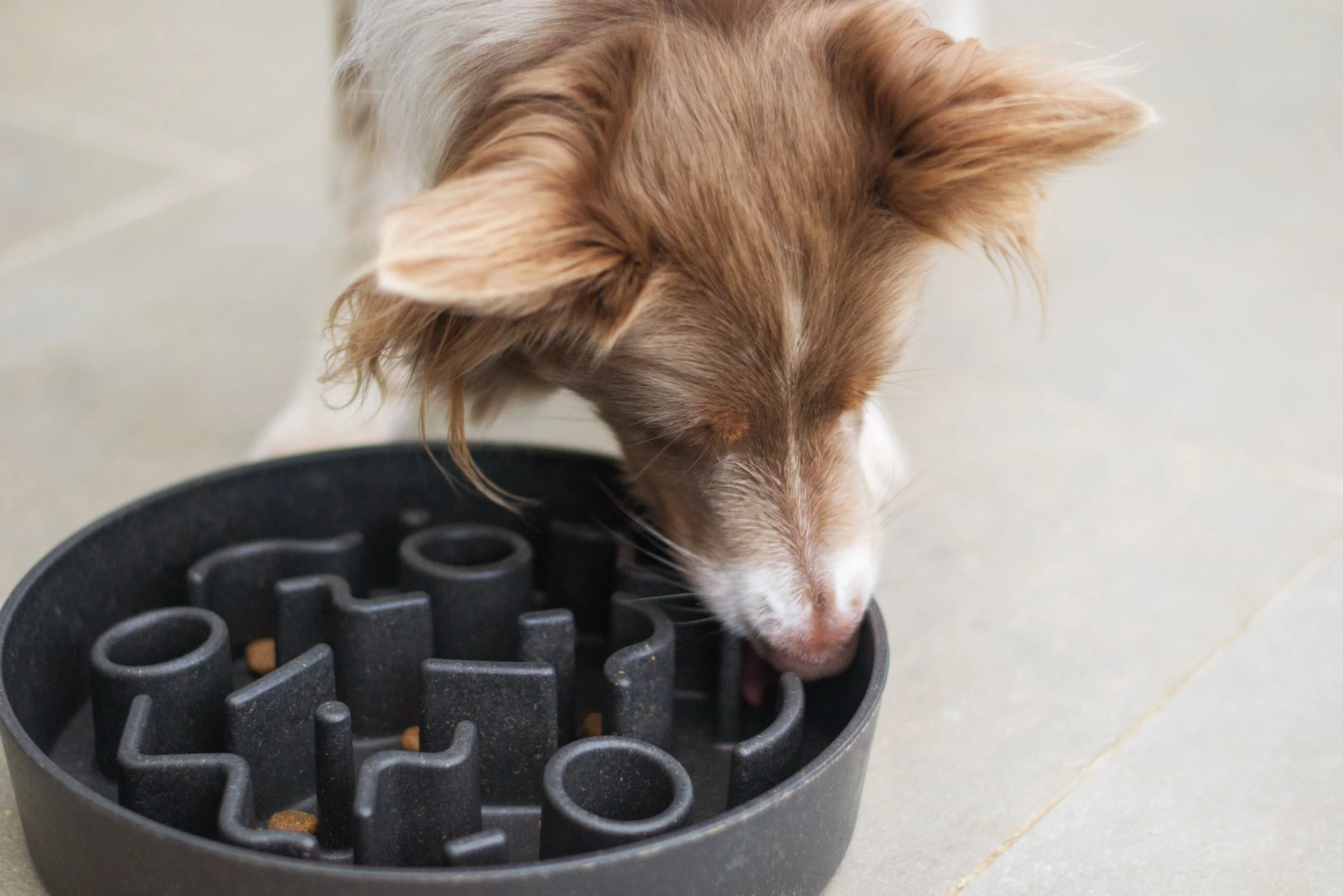 Contrafreeloading & Enrichment in Dog Training