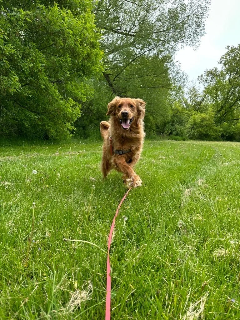 Learn How to Use Release Cues with Your Dog