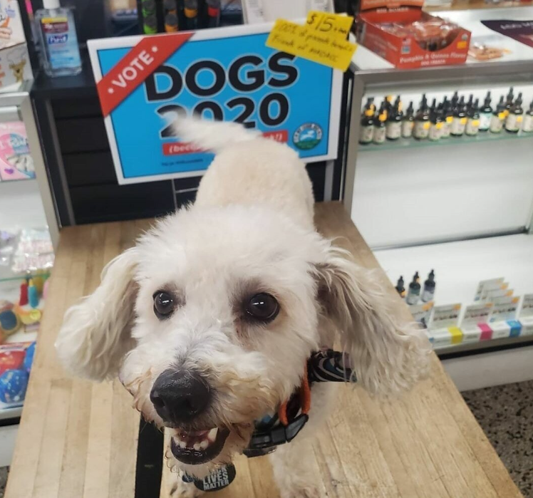 Celebrating Success: Dogs 2020 Signs Raise $725 for Friends of MADACC!