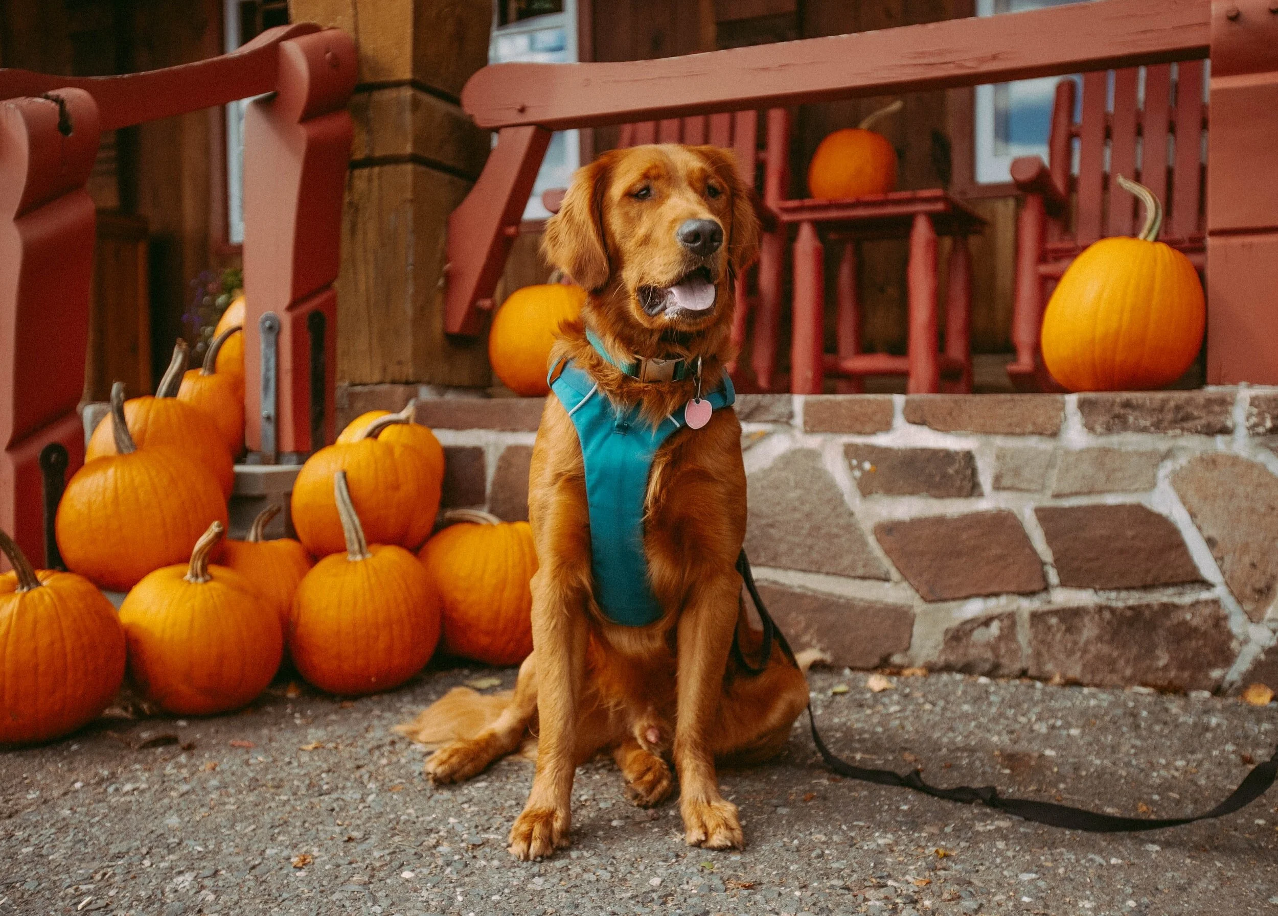 Seasonal Dog Safety Tips for Fall