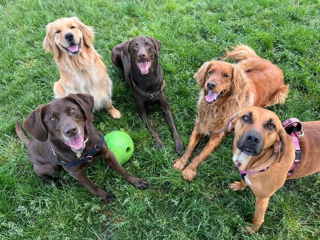 Decoding Canine Communication