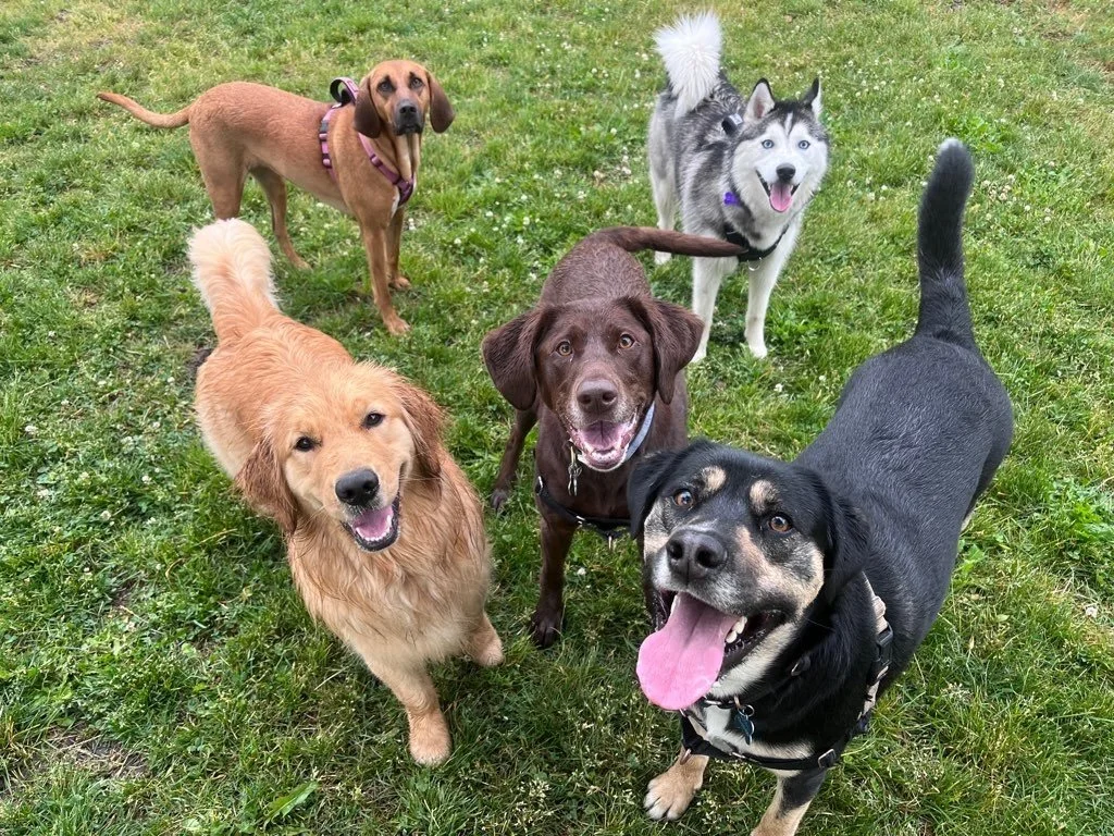 Essential Skills for Every Dog