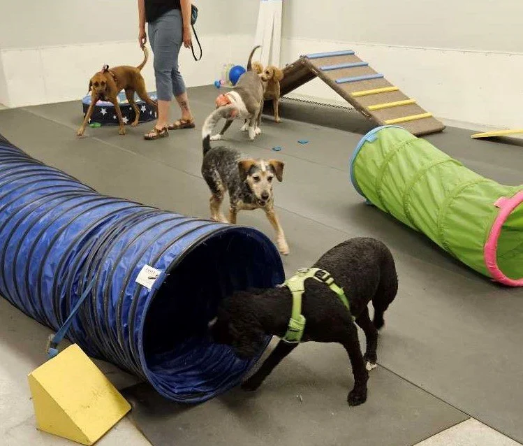 Fun and Enriching Indoor Activities for Dogs