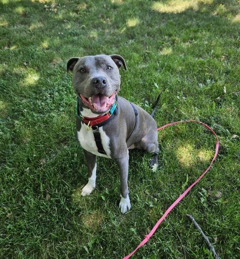 How to Keep Your Dog Happy During Limited Activity