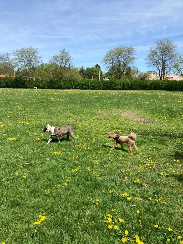 Currie Park.jpeg