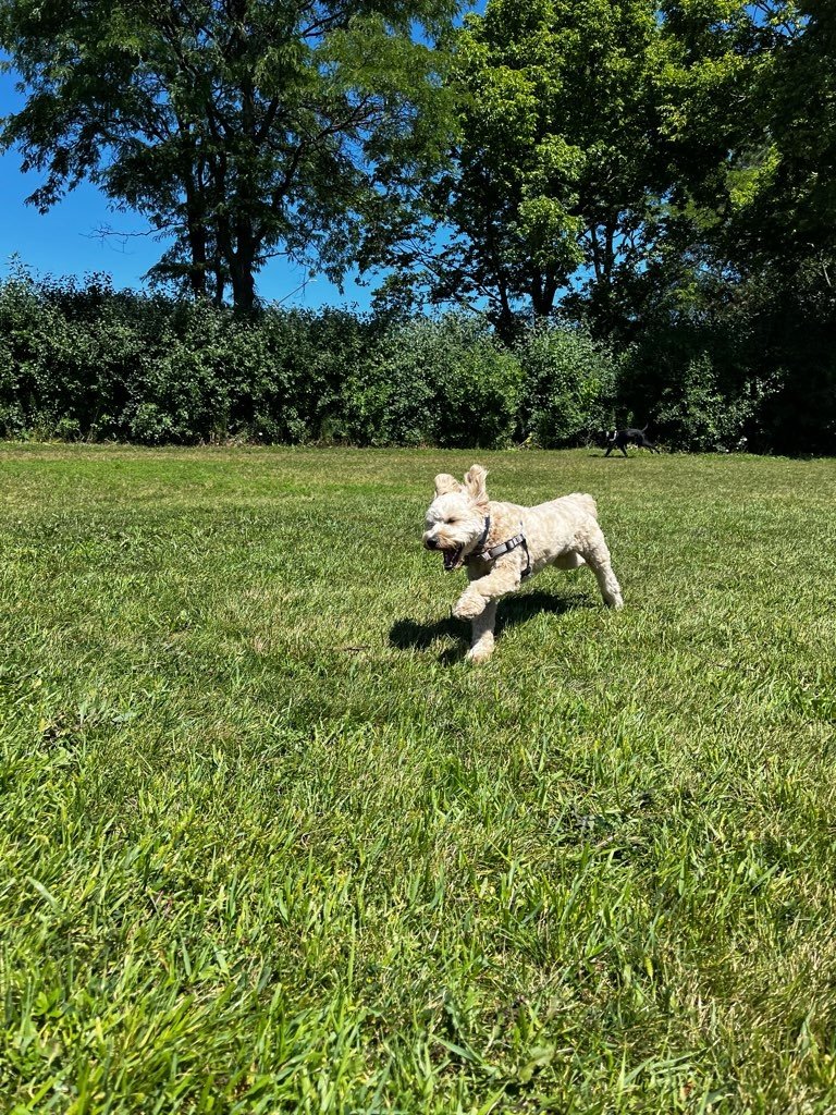 Currie Dog Park.jpeg