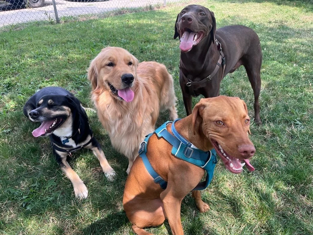 10 Tips for Successful Dog Meetings