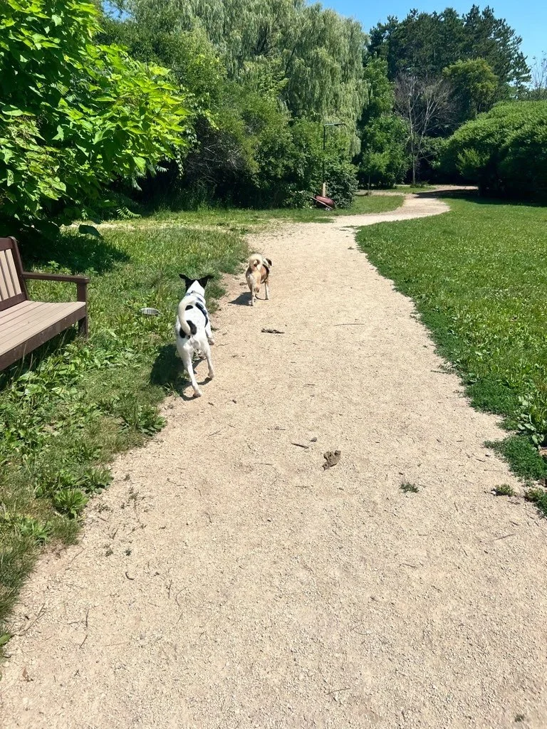 Muttland Meadows6.jpeg