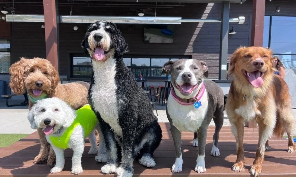 Unleash the Power of Dog Training: The Premack Principle