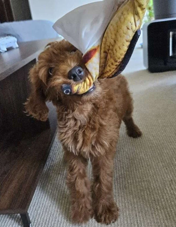 Puppy Biting 101