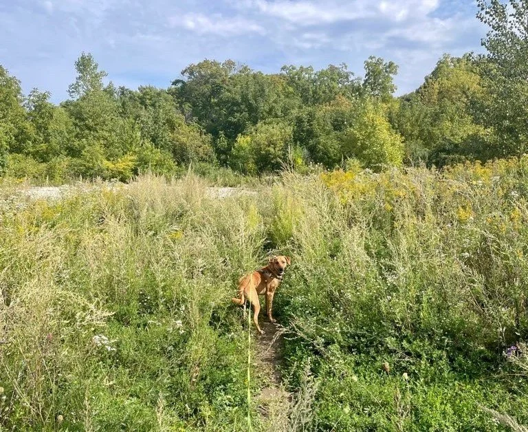 Different Breeds, Different Needs: Tailoring Decompression Walks