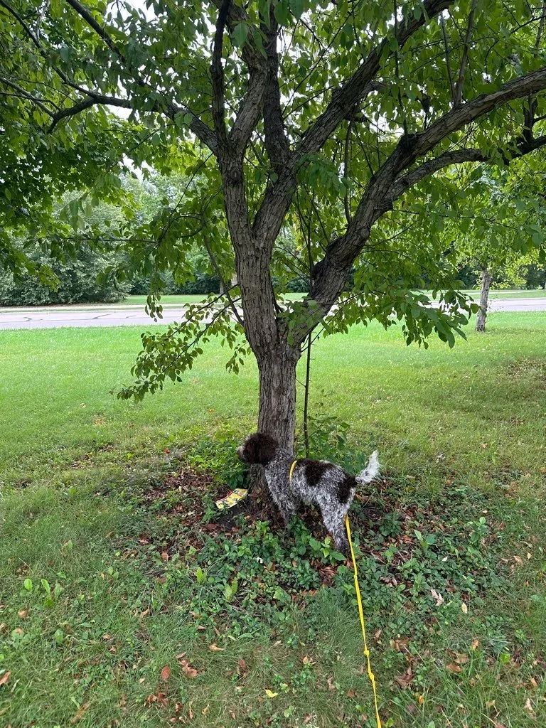 Kletzsch Park 2.jpeg