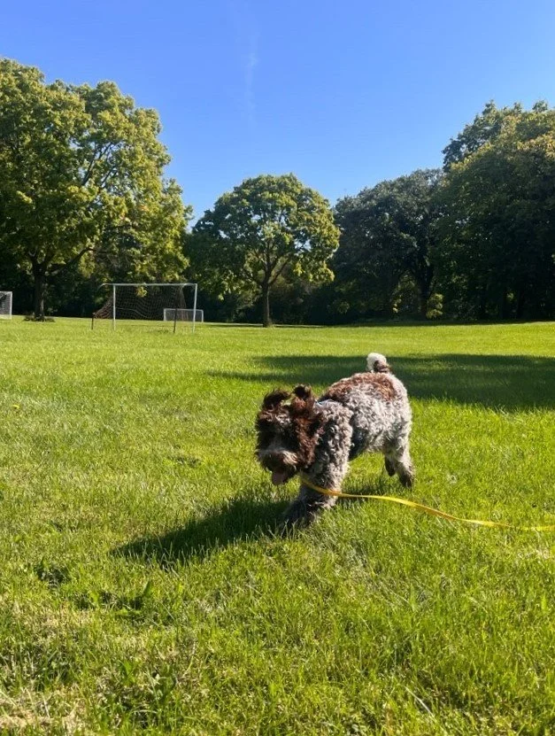 Kletzsch Park.jpeg
