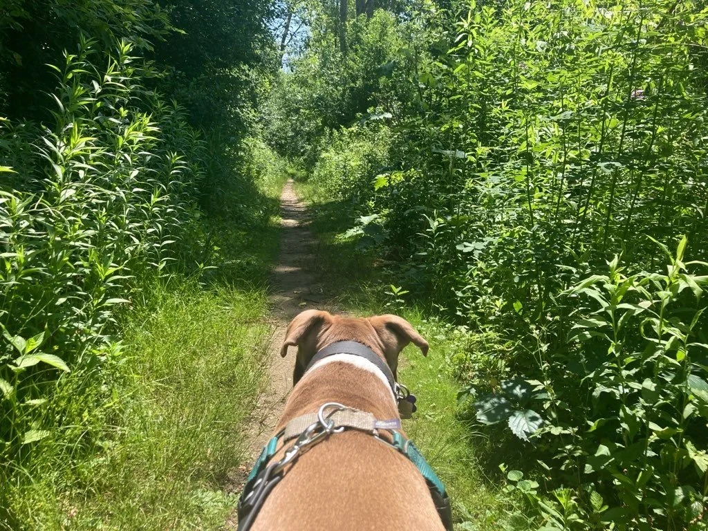 Kletzsch Park 6.jpeg